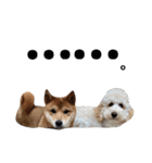柴犬だもの（個別スタンプ：23）