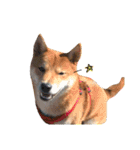 柴犬だもの（個別スタンプ：24）