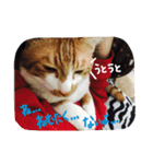 れおんとしおんと時々むぎ（個別スタンプ：3）