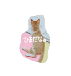 れおんとしおんと時々むぎ（個別スタンプ：19）