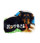 れおんとしおんと時々むぎ（個別スタンプ：24）