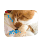 れおんとしおんと時々むぎ（個別スタンプ：28）