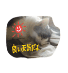 れおんとしおんと時々むぎ（個別スタンプ：29）