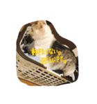 れおんとしおんと時々むぎ（個別スタンプ：32）