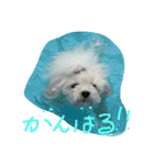 ボロニーズれなれの1（個別スタンプ：1）