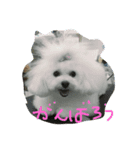 ボロニーズれなれの1（個別スタンプ：2）