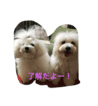 ボロニーズれなれの1（個別スタンプ：3）