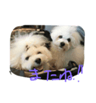 ボロニーズれなれの1（個別スタンプ：4）