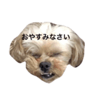 ちゅらスタ（個別スタンプ：1）