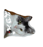 いい感じの猫スタンプ（個別スタンプ：1）