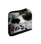 いい感じの猫スタンプ（個別スタンプ：3）