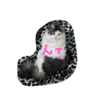 いい感じの猫スタンプ（個別スタンプ：5）