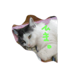 いい感じの猫スタンプ（個別スタンプ：7）