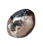 いい感じの猫スタンプ（個別スタンプ：8）