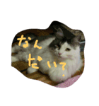 いい感じの猫スタンプ（個別スタンプ：10）