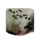 いい感じの猫スタンプ（個別スタンプ：11）