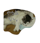 いい感じの猫スタンプ（個別スタンプ：17）
