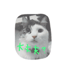 いい感じの猫スタンプ（個別スタンプ：19）