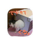 いい感じの猫スタンプ（個別スタンプ：22）