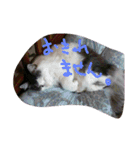 いい感じの猫スタンプ（個別スタンプ：24）