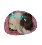 いい感じの猫スタンプ（個別スタンプ：27）
