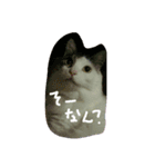 いい感じの猫スタンプ（個別スタンプ：28）