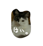 いい感じの猫スタンプ（個別スタンプ：29）