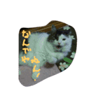 いい感じの猫スタンプ（個別スタンプ：31）