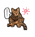 ベンガル猫たちの日常（個別スタンプ：1）