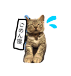 ベンガル猫たちの日常（個別スタンプ：3）