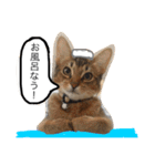 ベンガル猫たちの日常（個別スタンプ：4）