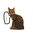 ベンガル猫たちの日常（個別スタンプ：5）