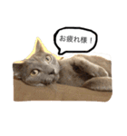 ベンガル猫たちの日常（個別スタンプ：6）