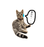 ベンガル猫たちの日常（個別スタンプ：7）
