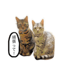 ベンガル猫たちの日常（個別スタンプ：8）