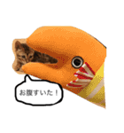 ベンガル猫たちの日常（個別スタンプ：9）