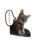 ベンガル猫たちの日常（個別スタンプ：10）