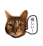 ベンガル猫たちの日常（個別スタンプ：11）