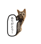 ベンガル猫たちの日常（個別スタンプ：13）