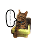 ベンガル猫たちの日常（個別スタンプ：14）