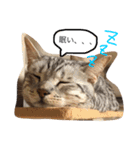 ベンガル猫たちの日常（個別スタンプ：15）