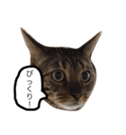 ベンガル猫たちの日常（個別スタンプ：16）
