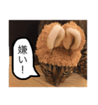ベンガル猫たちの日常（個別スタンプ：18）