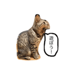ベンガル猫たちの日常（個別スタンプ：19）