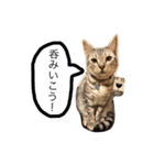 ベンガル猫たちの日常（個別スタンプ：20）