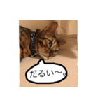 ベンガル猫たちの日常（個別スタンプ：21）