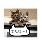 ベンガル猫たちの日常（個別スタンプ：22）