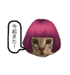 ベンガル猫たちの日常（個別スタンプ：23）