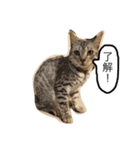 ベンガル猫たちの日常（個別スタンプ：25）