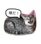 ベンガル猫たちの日常（個別スタンプ：26）